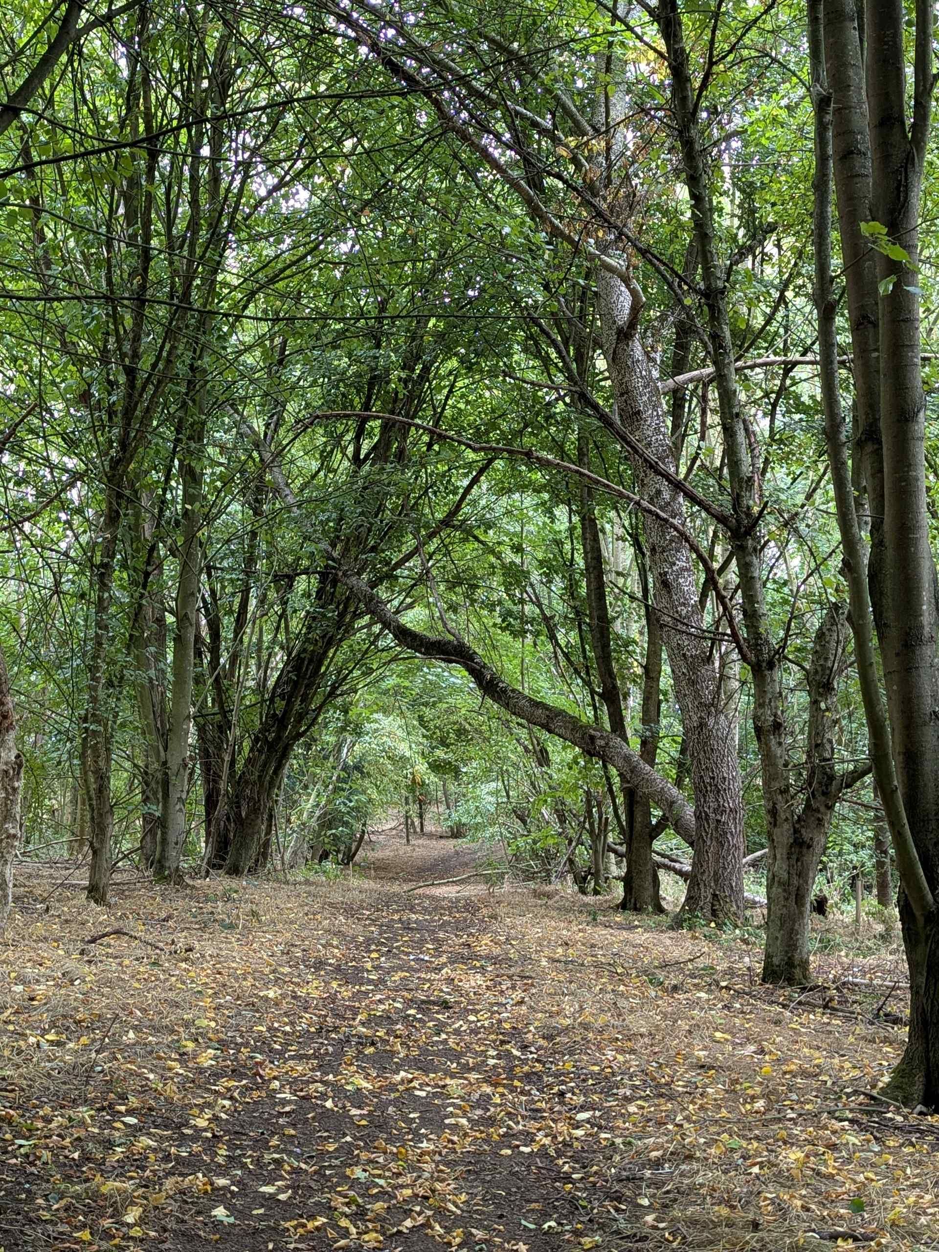 Shady woodland.